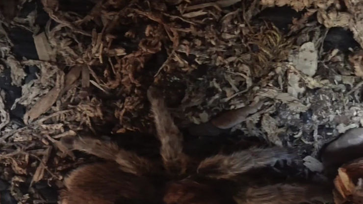 WOTW: Ailen the Chilean Rose Tarantula